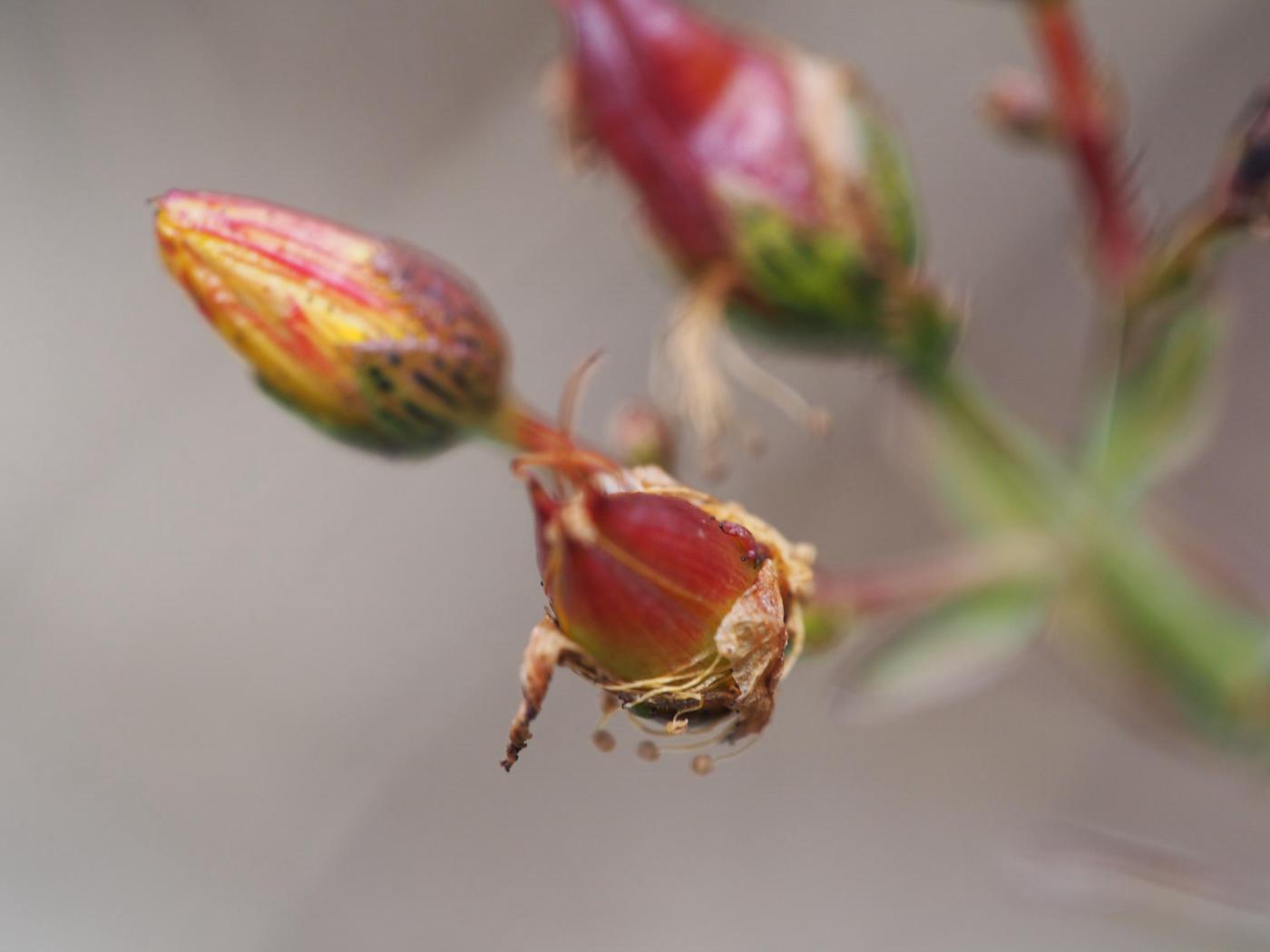 St. John's Wort, Perforate fruit